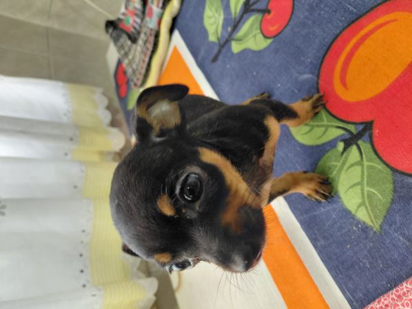 Pinsher menina