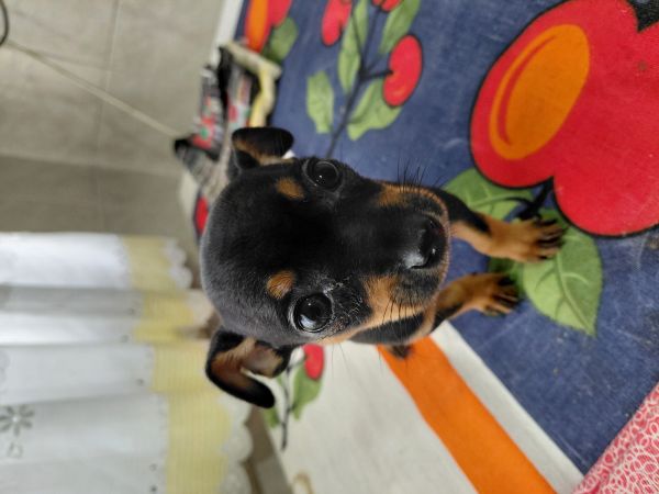 Pinsher menina