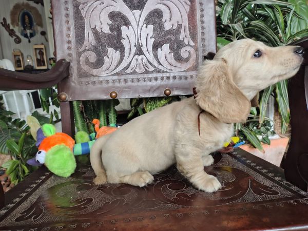 DACHSHUND TECKEL PELO LONGO MINIATURA E KANINCHEM