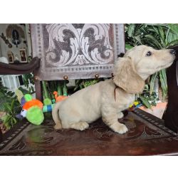 Dachshund DACHSHUND TECKEL PELO LONGO MINIATURA  E KANINCHEM Paran So Jos Dos Pinhais