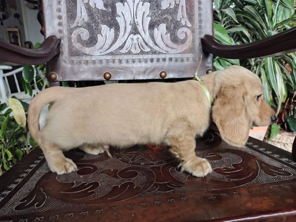 DACHSHUND TECKEL PELO LONGO MINIATURA E KANINCHEM