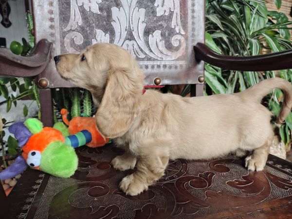 DACHSHUND TECKEL PELO LONGO MINIATURA E KANINCHEM