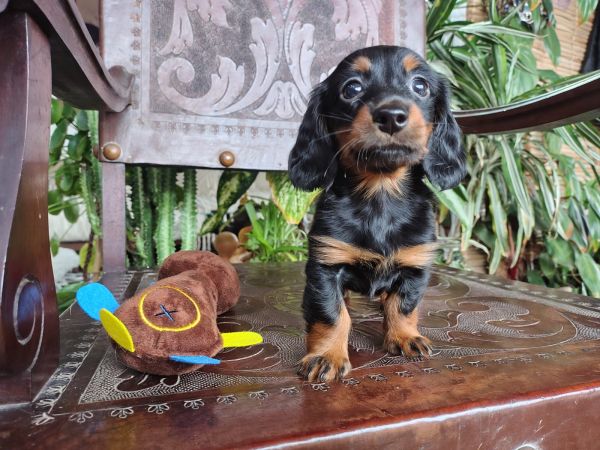 DACHSHUND TECKEL PELO LONGO MINIATURA E KANINCHEM