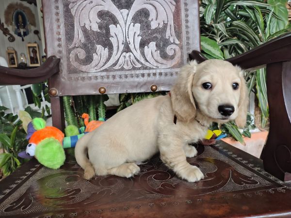 DACHSHUND TECKEL PELO LONGO MINIATURA E KANINCHEM