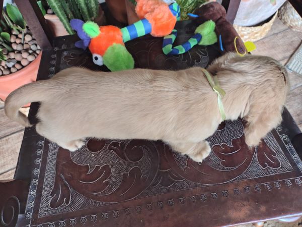 DACHSHUND TECKEL PELO LONGO MINIATURA E KANINCHEM