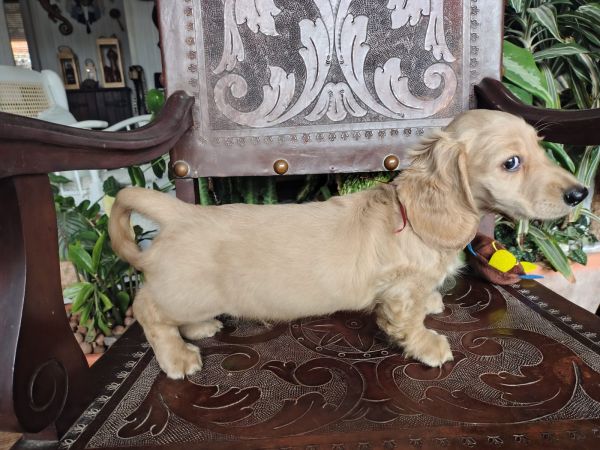 DACHSHUND TECKEL PELO LONGO MINIATURA E KANINCHEM