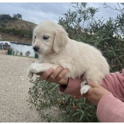 Golden Retriever Golden retriever