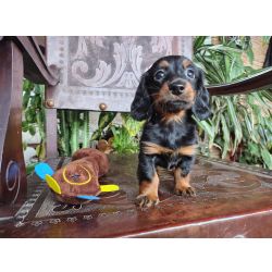 Dachshund DACHSHUND TECKEL PELO LONGO KANINCHEM FEMEA Paran So Jos Dos Pinhais