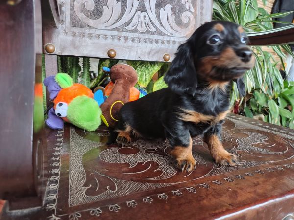 DACHSHUND TECKEL PELO LONGO KANINCHEM FEMEA