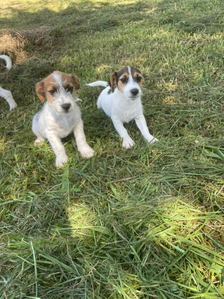 N�O COMPRE JACK RUSSEL SEM ANTES FALAR COM A GENTE C�ES CRIADOS POR M�DICA VET