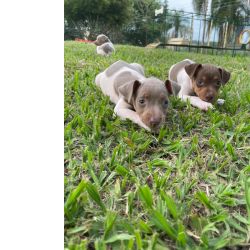 Fox Paulistinha FOX PAULISTINHAS ORIUNDOS DA MELHOR CRIAO DO BRASIL CES LINDOS E MUITO SAUDVEIS