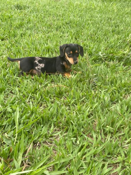 DACHS EM DIFERENTES CORES E PELAGENS C�ES MARAVILHOSOS CRIADOS POR M�DICA VET