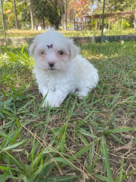 DEIXE NOSSOS MALTESES ENCHEREM SUA  CASA DE DO�URA NESTA PRIMAVERA C�ES CRIADOS POR M�DICA VET