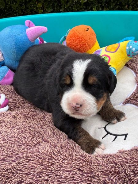 Cachorros Bouvier Bernois para venda