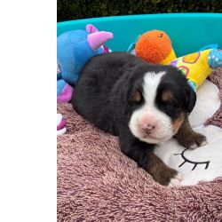 Bouvier Bernois Cachorros Bouvier Bernois para venda Coimbra Coimbra