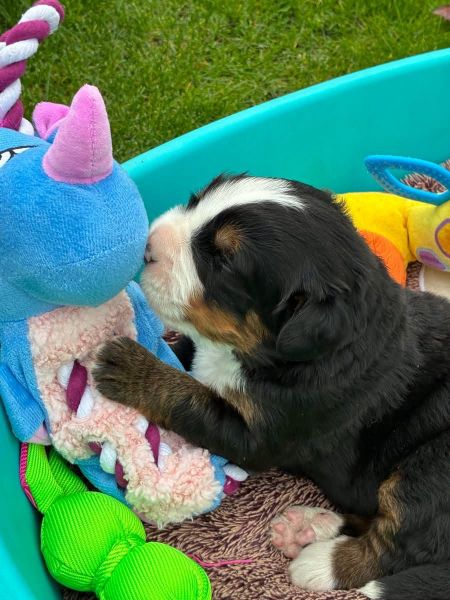 Cachorros Bouvier Bernois para venda