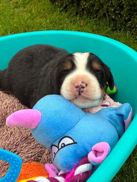 Cachorros Bouvier Bernois para venda