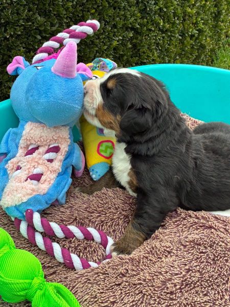 Cachorros Bouvier Bernois para venda