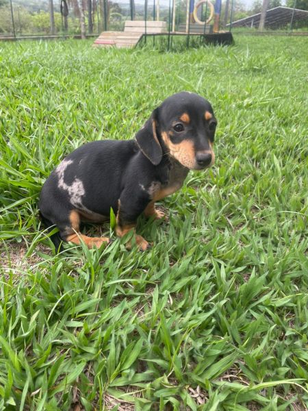 SABE O TECKEL DOS SEUS SONHOS ELE EST� AQUI E � CRIADO POR M�DICA VETERIN�RIA