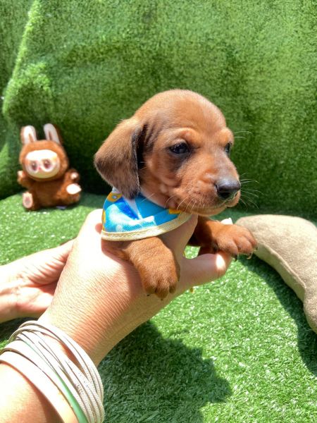 DACHSHUND MINI MACHOS DOURADO PARC NO CARTO ENTREGO HOJE CHAMA NO ZAP