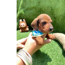 Dachshund DACHSHUND MINI MACHOS DOURADO PARC NO CARTO ENTREGO HOJE CHAMA NO ZAP So Paulo Osasco