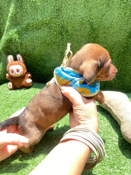 DACHSHUND MINI MACHOS DOURADO PARC NO CARTO ENTREGO HOJE CHAMA NO ZAP