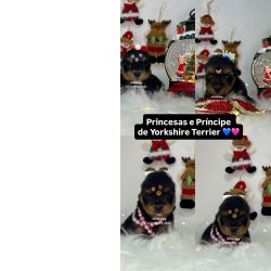 Yorkshire Terrier Yorkshire baby face So Paulo Osasco