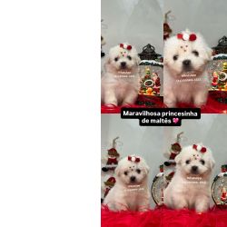 Malts Malts branqussimos So Paulo Osasco