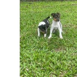 Fox Paulistinha Filhotes de Fox paulistinha So Paulo So Paulo