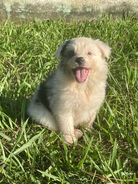 J� IMAGINOU NUM BORDER COLLIE NA SUA �RVORE DE NATAL AQUI  O SEU FILHOTE � CRIADO POR M�DICA VET