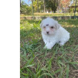 Malts MALTESES BRANQUINHOS E MUITO SAUDVEIS POIS SO CRIADOS POR MDICA VETERINRIA So Paulo So Paulo