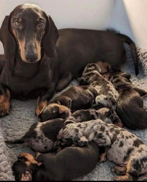 Filhotes de Basset dachshund miniatura