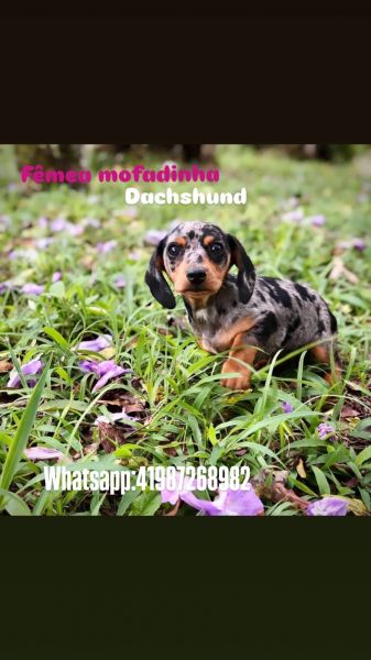 Filhotes de Basset dachshund miniatura