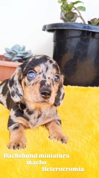 Filhotes de Basset dachshund miniatura