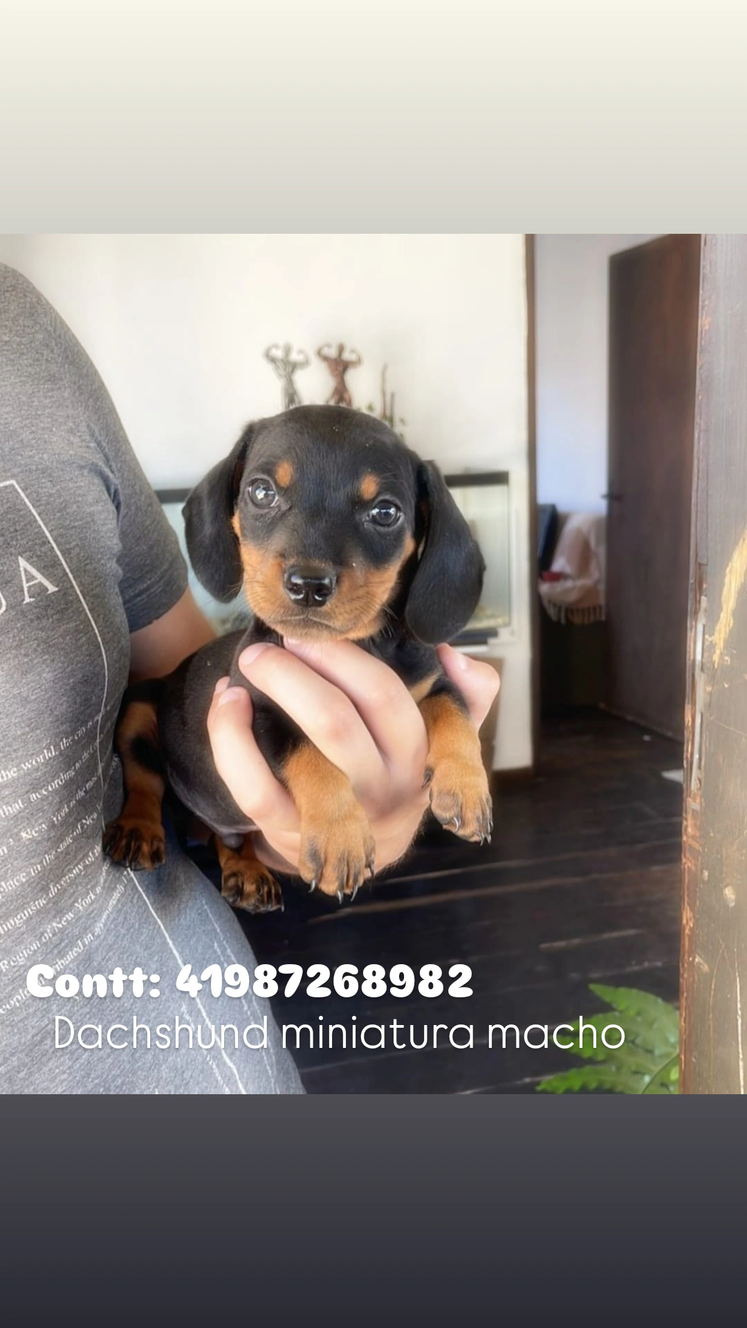 Filhotes de Basset dachshund miniatura