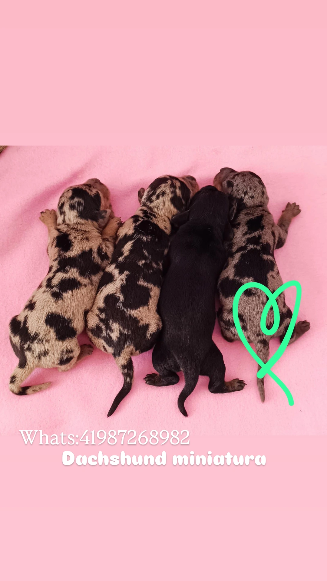 Filhotes de Basset dachshund miniatura