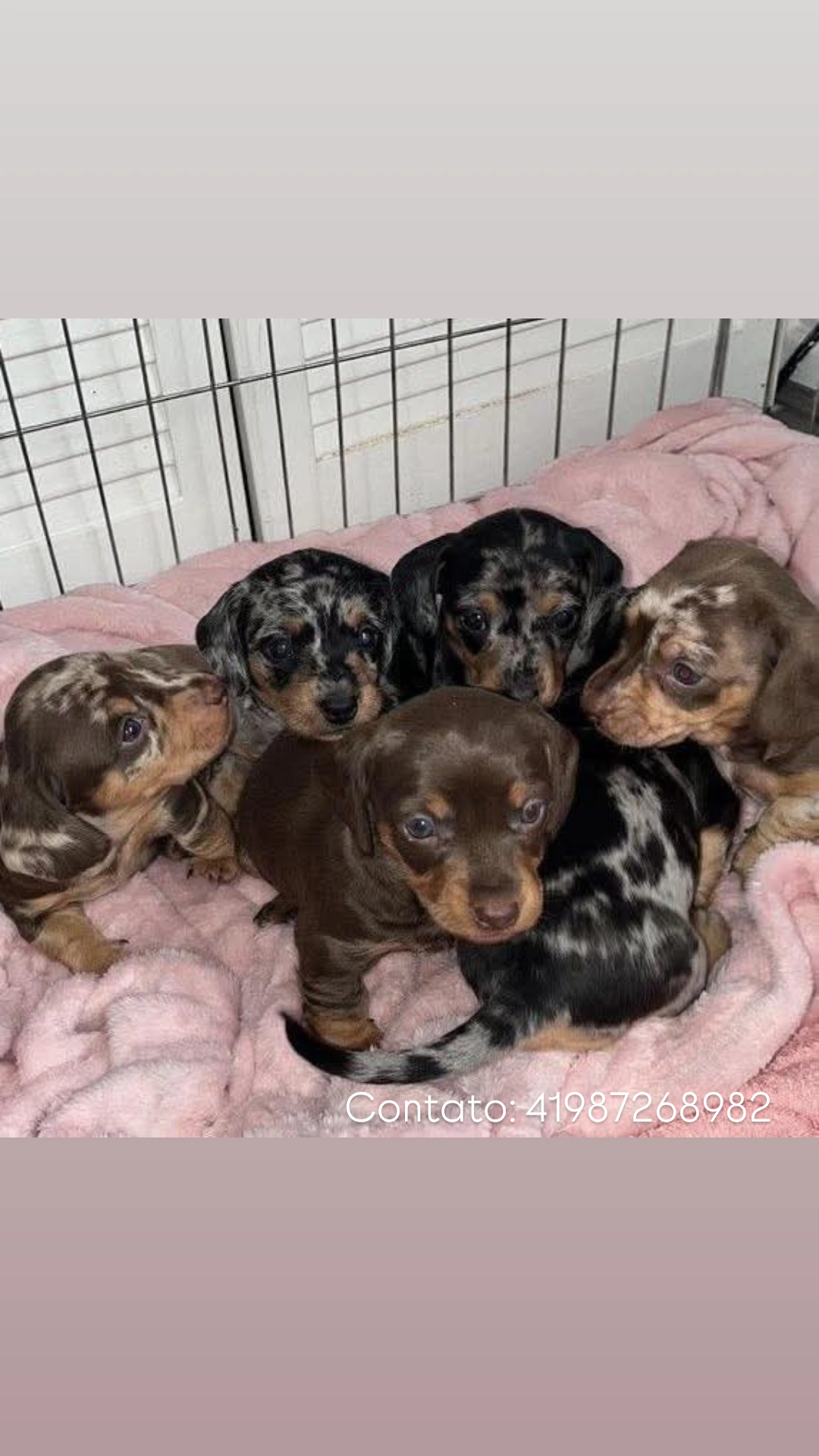 Filhotes de Basset dachshund miniatura
