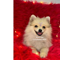 Spitz Alemo Lulu ano So Paulo Osasco