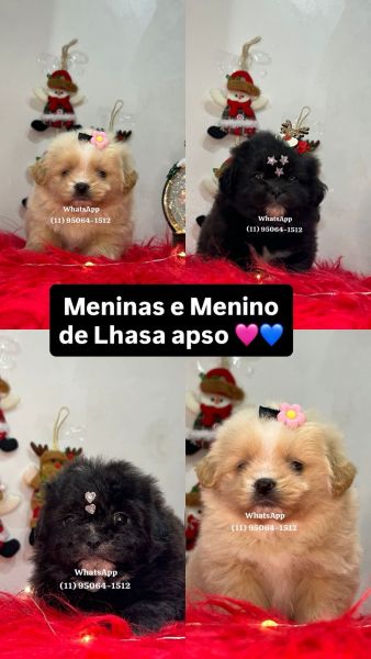 Lhasa apso fmea e macho