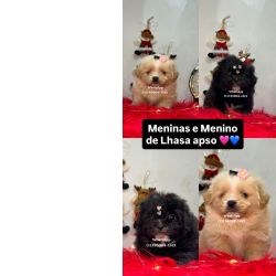 Lhasa Apso Lhasa apso fmea e macho So Paulo Osasco