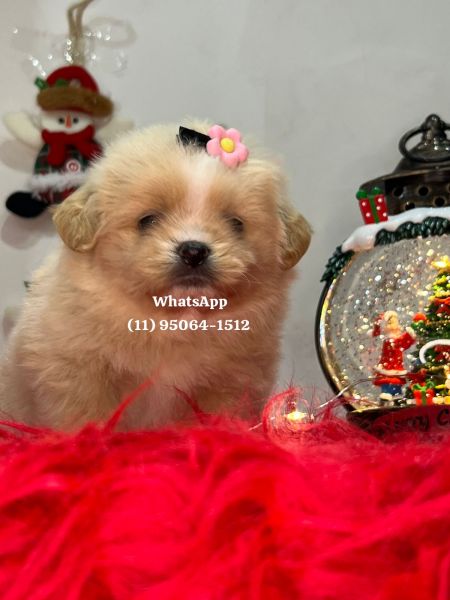 Lhasa apso fmea e macho