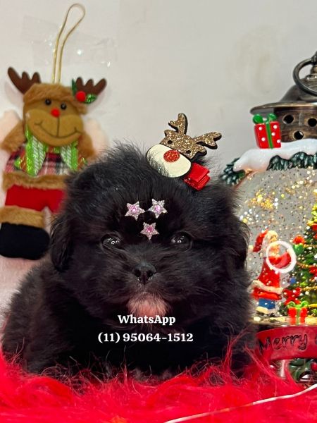 Lhasa apso fmea e macho