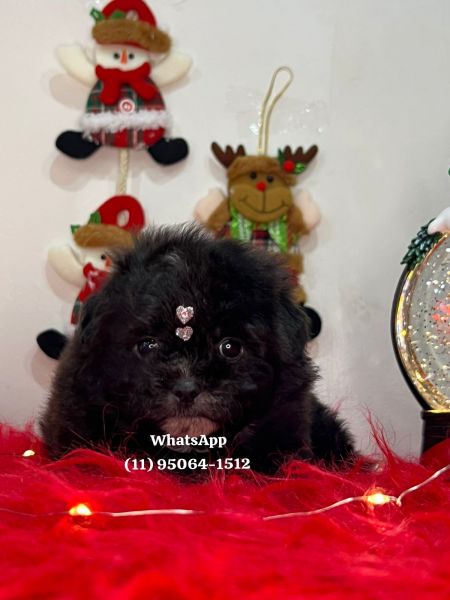 Lhasa apso fmea e macho