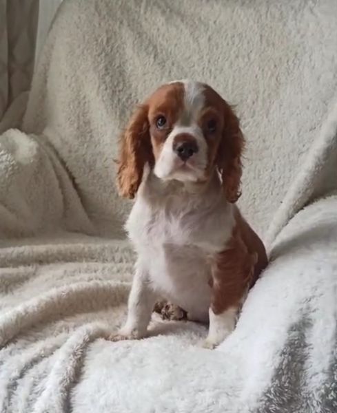 Cavalier King Charles