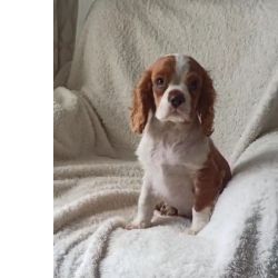 Cavalier King Charles Cavalier King Charles