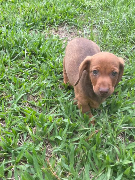 VENHA BUSCAR O SEU DACHSHUND PARA PASSAR O NATAL COM VOC�  C�ES CRIADOS POR M�DICA VETERIN�RIA