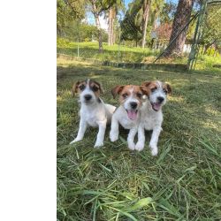 Jack Russel Terrier ENGRAADSSIMOS FILHOTES DE JACK RUSSEL CRIADOS E ENTREGUES POR MDICA VETERINRIA So Paulo So Paulo