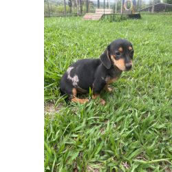 Dachshund AQUI O SEU TECKEL  CRIADO POR MDICA VETERINRIA So Paulo So Paulo