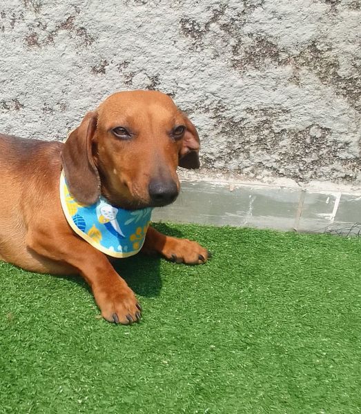 DACHSHUND MINI TECKEL LINDO MACHO JOVEM ADULTO ONZE MESES NO CASTRADO