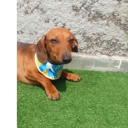 Dachshund DACHSHUND MINI TECKEL LINDO MACHO JOVEM ADULTO ONZE MESES NO CASTRADO So Paulo Osasco